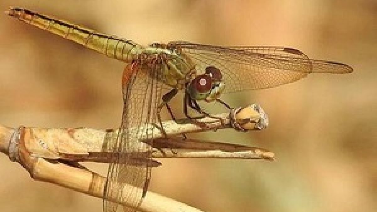 Rare biological phenomenon in dragonflies spotted in Kole wetlands
