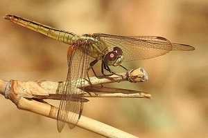 Rare biological phenomenon in dragonflies spotted in Kole wetlands