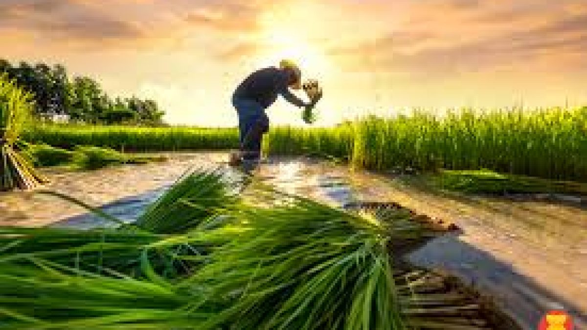 Launch of the 2020 State of Food Security and Nutrition in the World