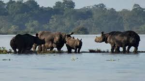 Around 80% area of Kaziranga National Park inundated due to floods