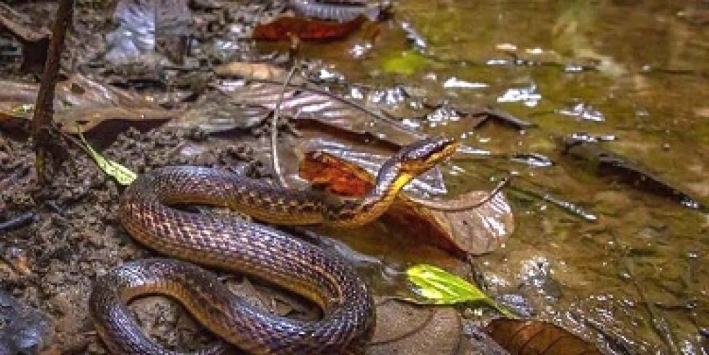 After 129 years Assam Keelback snake rediscovered