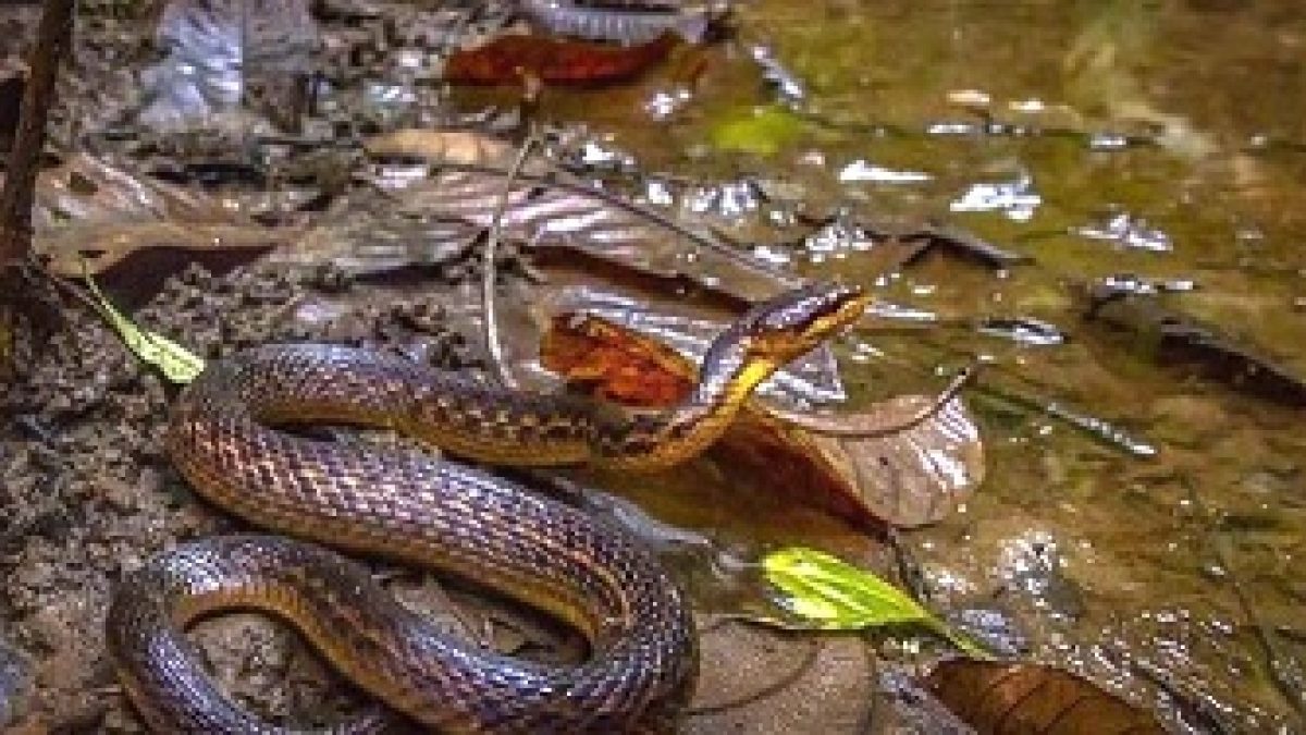 After 129 years Assam Keelback snake rediscovered