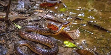 After 129 years Assam Keelback snake rediscovered