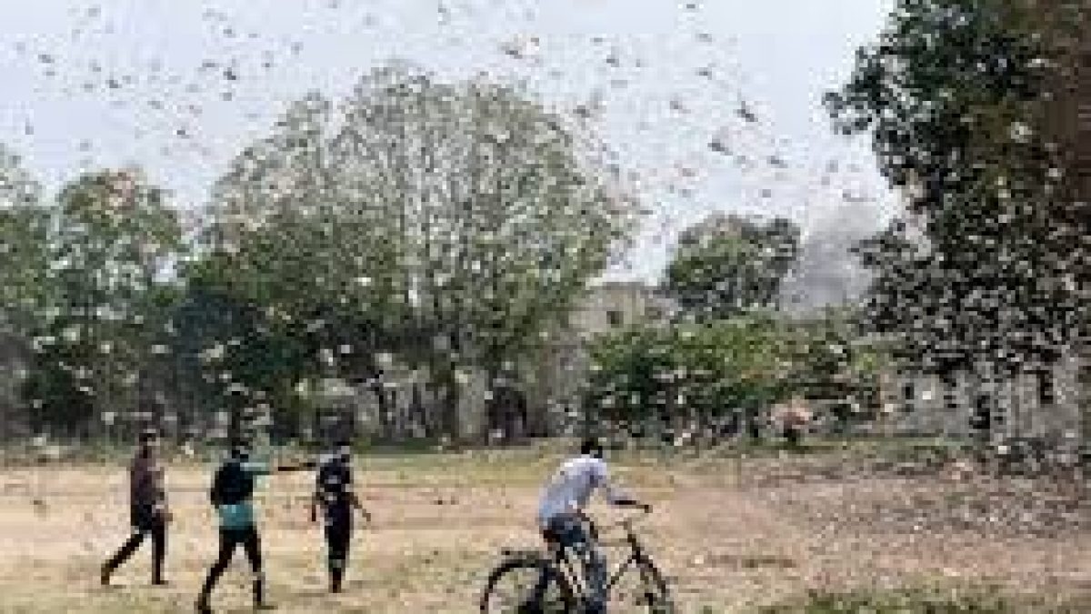 FAO alerts India to be on high alert for next 4 weeks