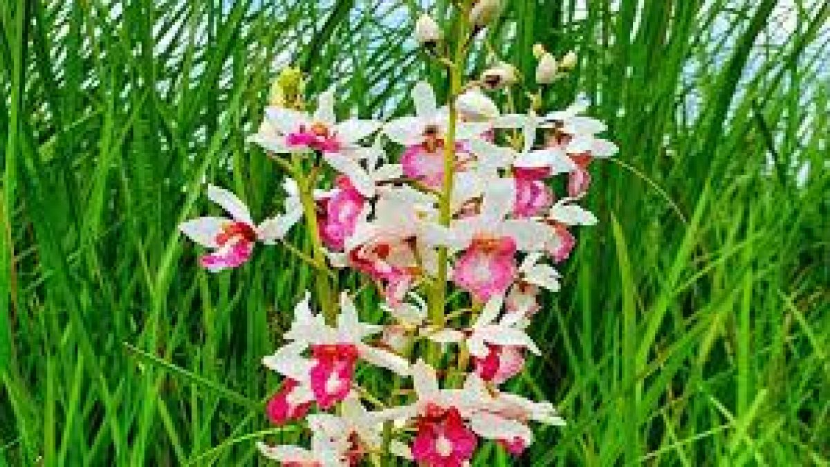 A rare orchid species blooms in India after 118-year hiatus