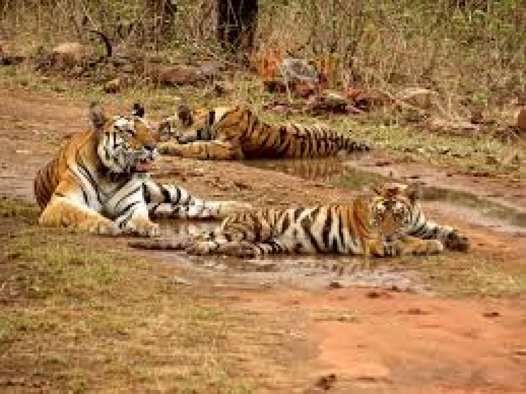 UP mulling over proposal to turn Shivalik forest into tiger reserve