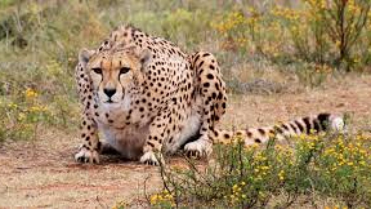 Mysuru zoo got 3 African hunting cheetahs from South Africa