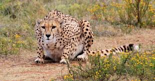 Mysuru zoo got 3 African hunting cheetahs from South Africa