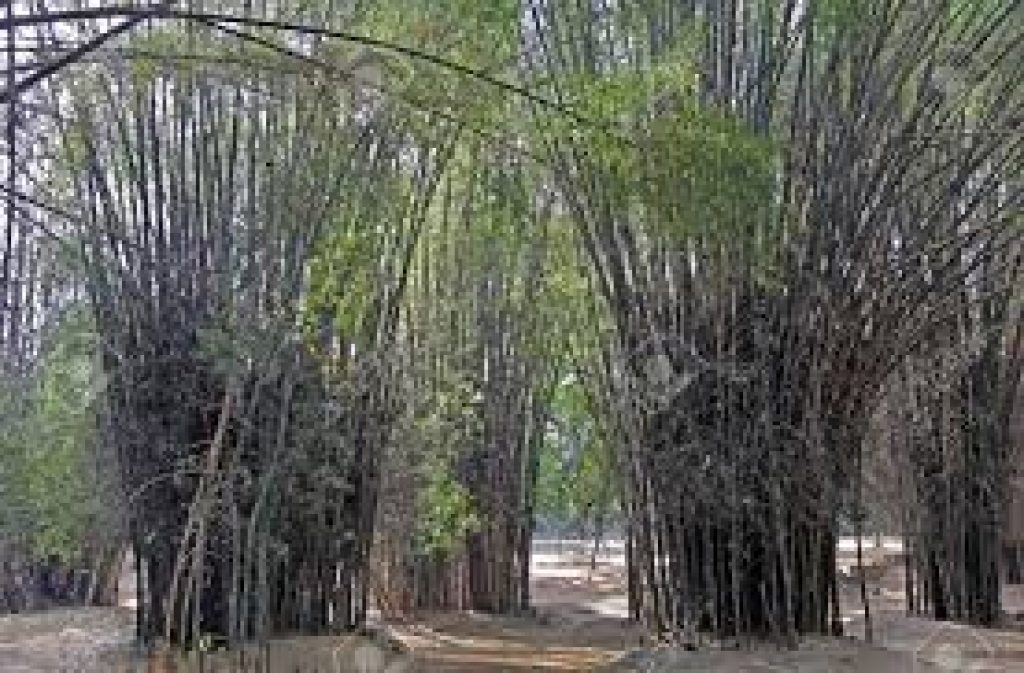 Centre to develop three Bamboo Clusters in Jammu, Katra and J&K