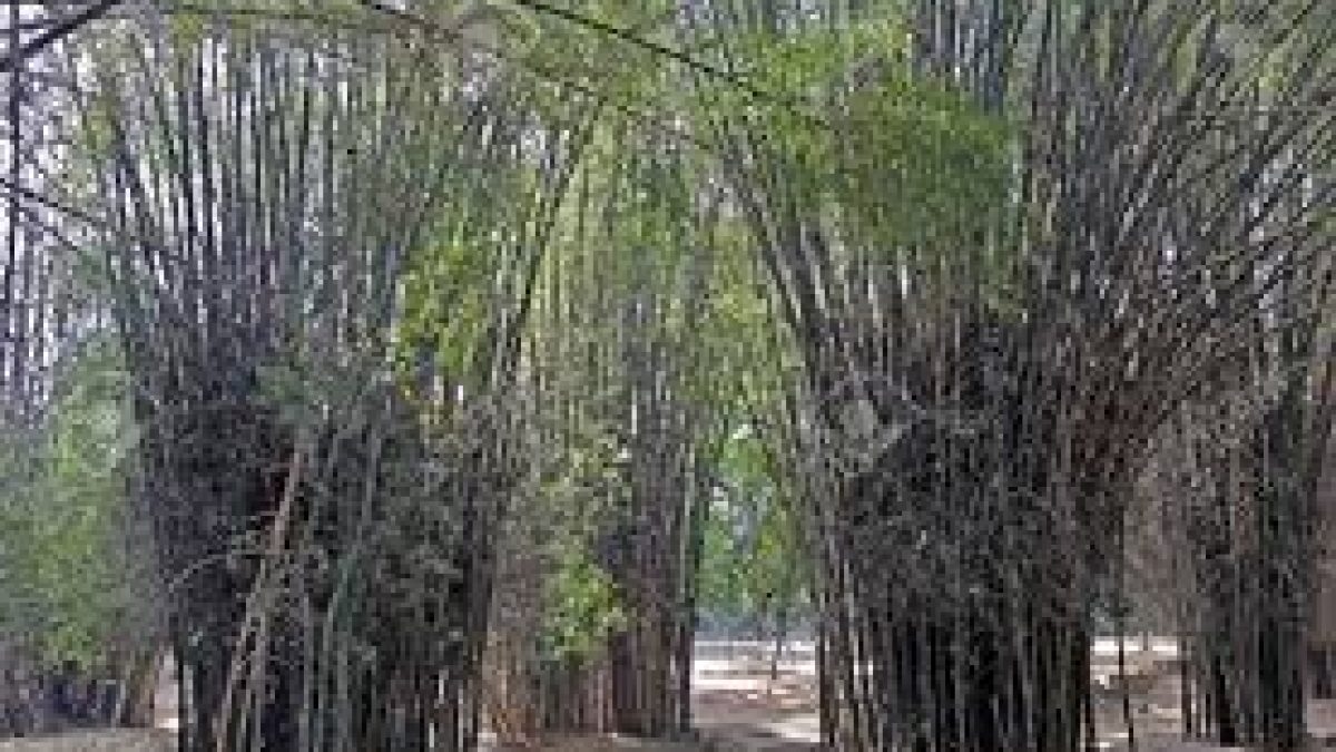 Centre to develop three Bamboo Clusters in Jammu, Katra and J&K