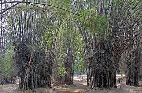 Centre to develop three Bamboo Clusters in Jammu, Katra and J&K