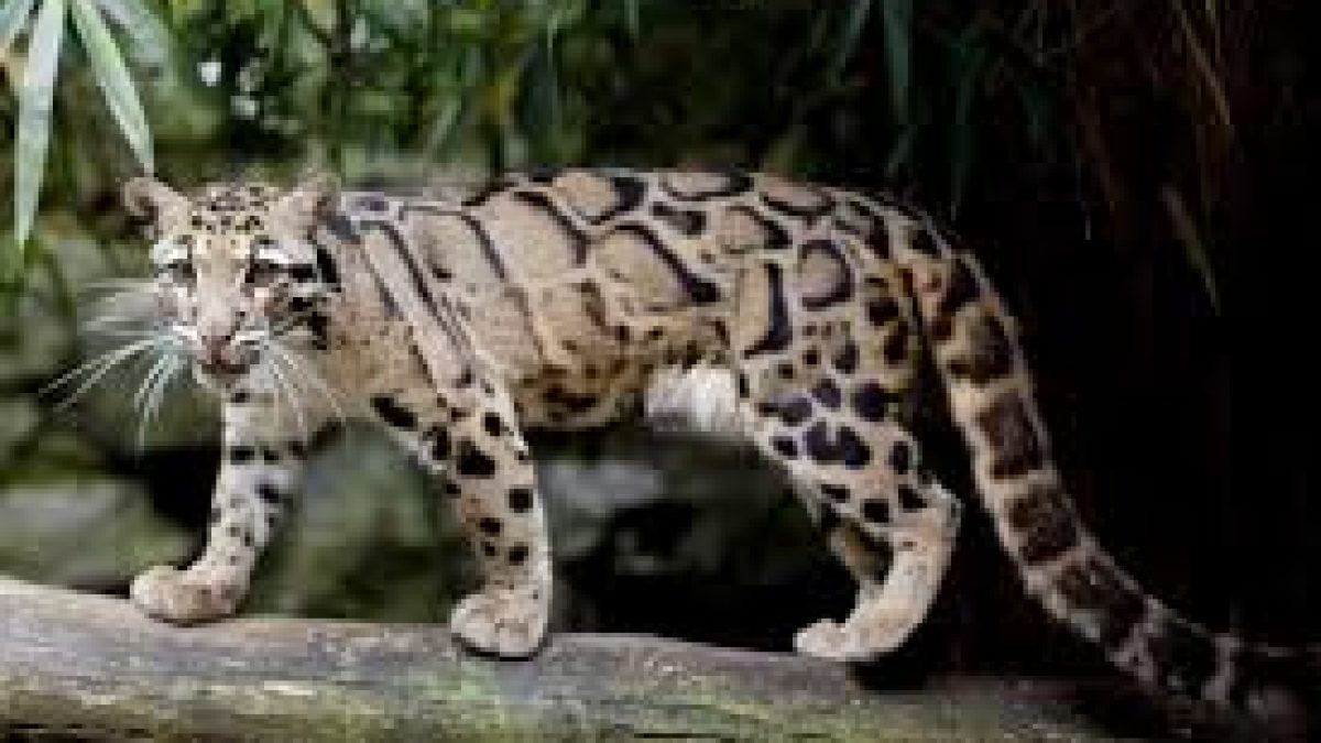 International Clouded Leopard Day 2020