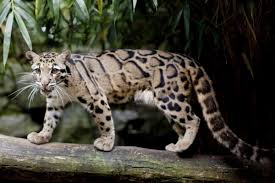 International Clouded Leopard Day 2020
