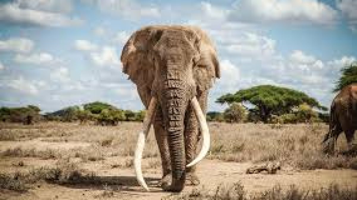 World Elephant Day 2020