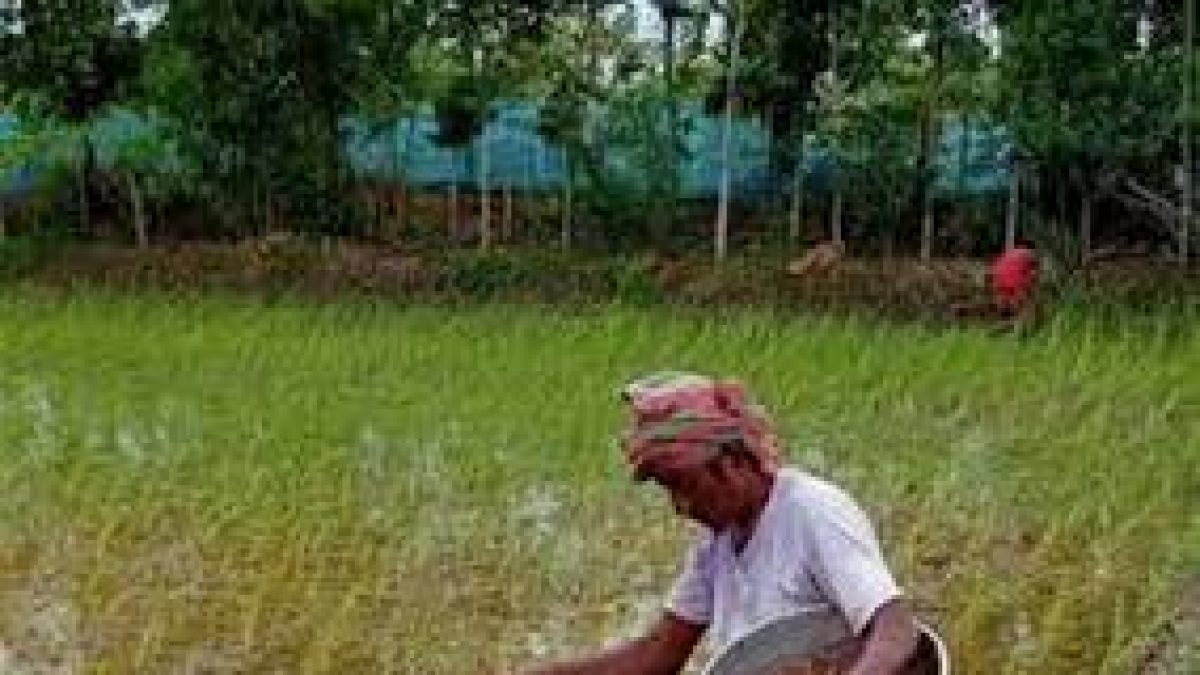 Pokkali rice seedlings travel from Kerala to the Sunderbans