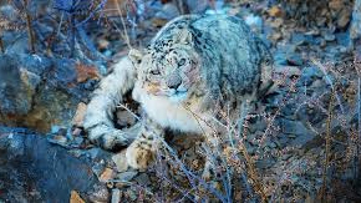 Uttarakhand to set up a Snow Leopard Conservation Centre