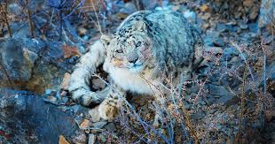 Uttarakhand to set up a Snow Leopard Conservation Centre