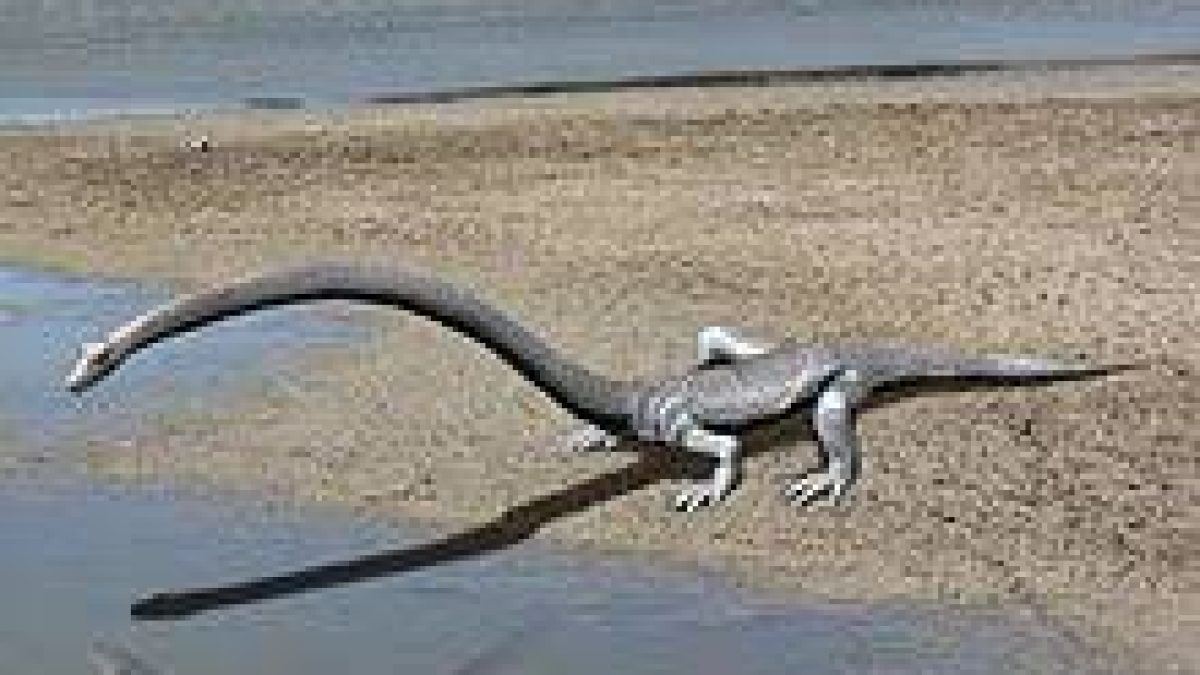 A new study unveiled an ancient reptile Tanystropheus