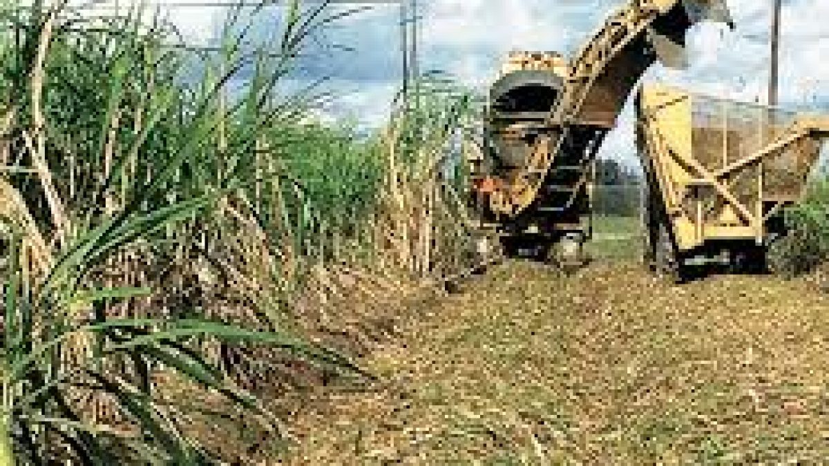 Utilization of excess sugarcane for ethanol production