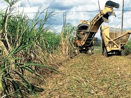 Utilization of excess sugarcane for ethanol production
