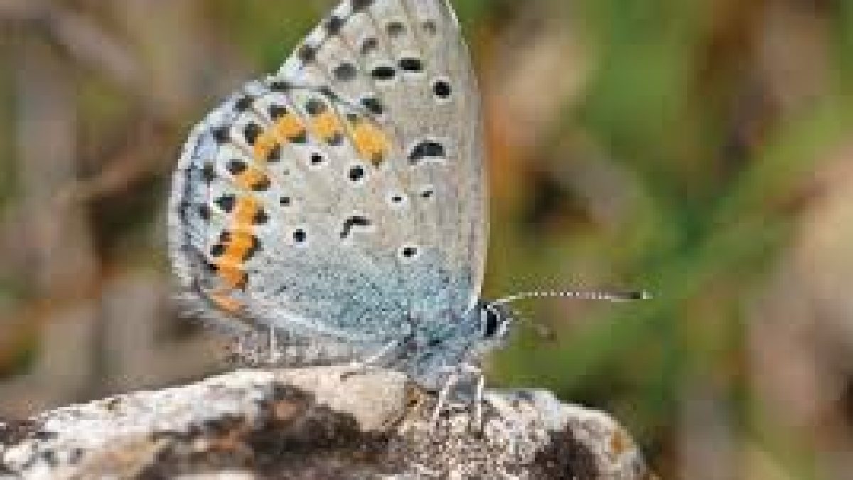 Scientists discovered 77 new butterfly species in Matheran