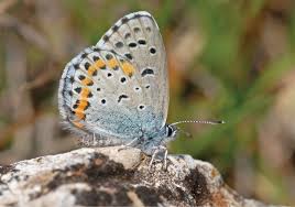 Scientists discovered 77 new butterfly species in Matheran