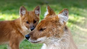 Three States rank high in the conservation of the endangered dhole