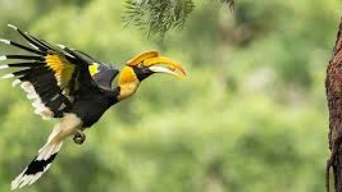 Forest cover loss threatens hornbills in Arunachal Pradesh