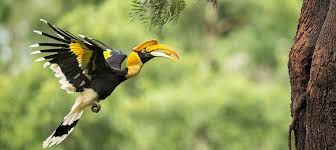 Forest cover loss threatens hornbills in Arunachal Pradesh