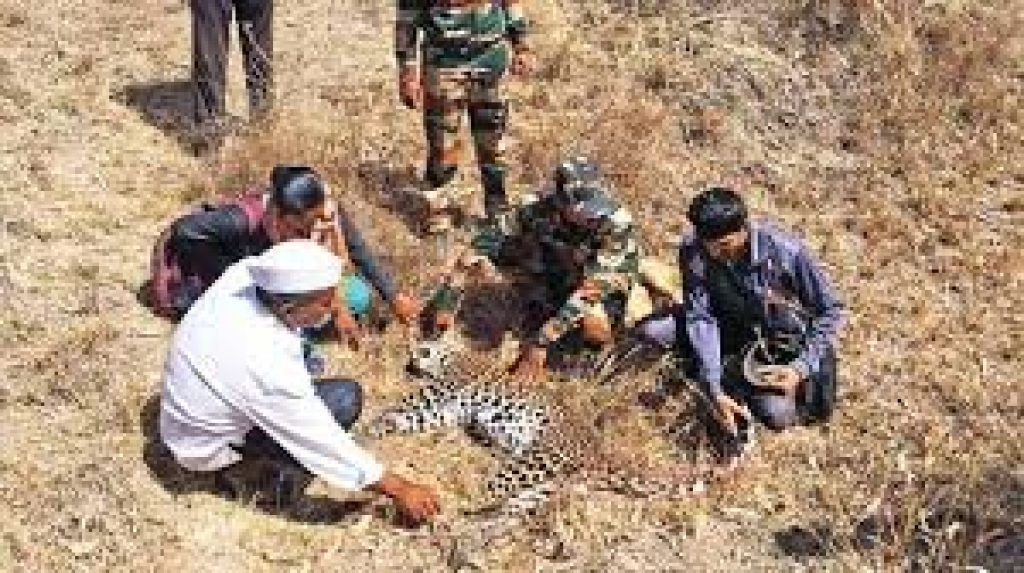 596 leopard deaths were linked to illegal wildlife trade activities between 2015-19