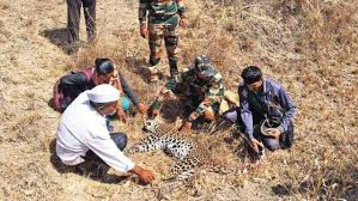 596 leopard deaths were linked to illegal wildlife trade activities between 2015-19