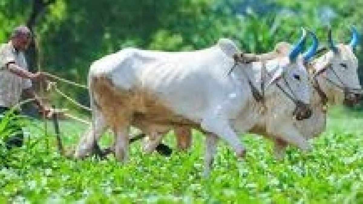 India ranked first in the number of organic farmers