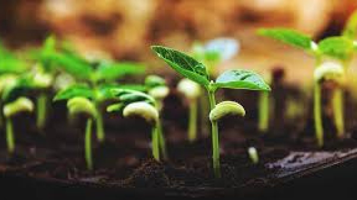 IISER Bhopal scientists’ study on seed germination