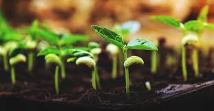 IISER Bhopal scientists’ study on seed germination
