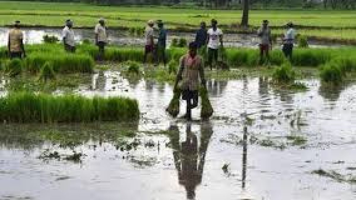 NCDC sanctioned ₹19444 crores in first instalment for MSP operations