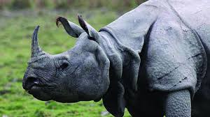 India is home to largest number of Greater One-Horned Rhinoceros
