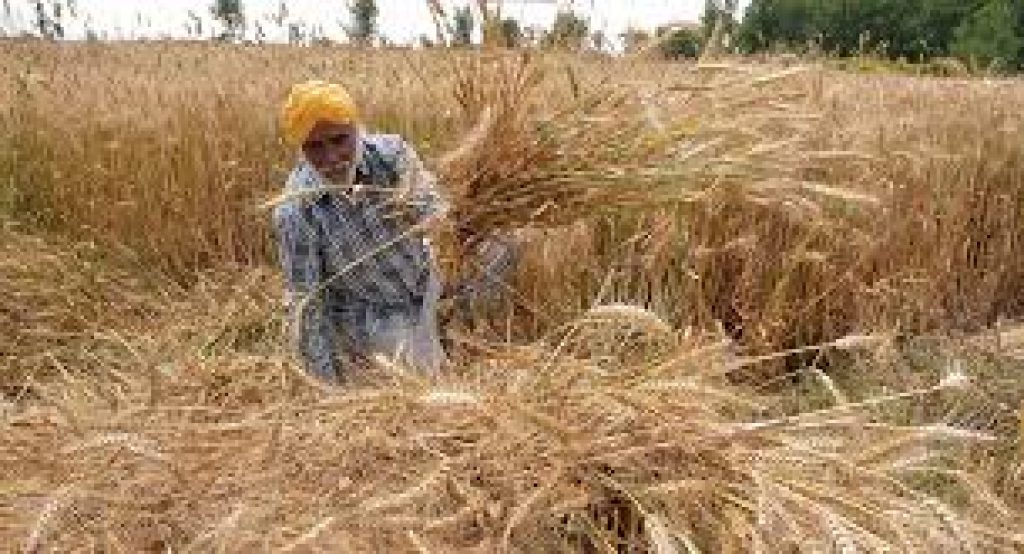 Government announced increase in MSPs for six Rabi crops