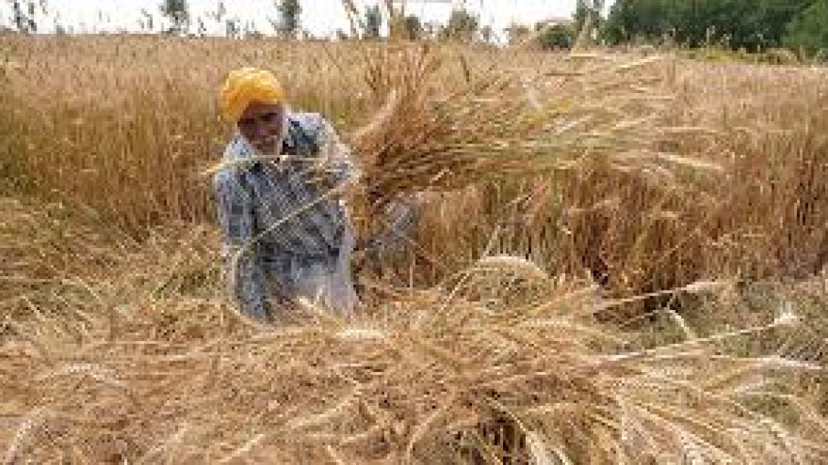 Government announced increase in MSPs for six Rabi crops