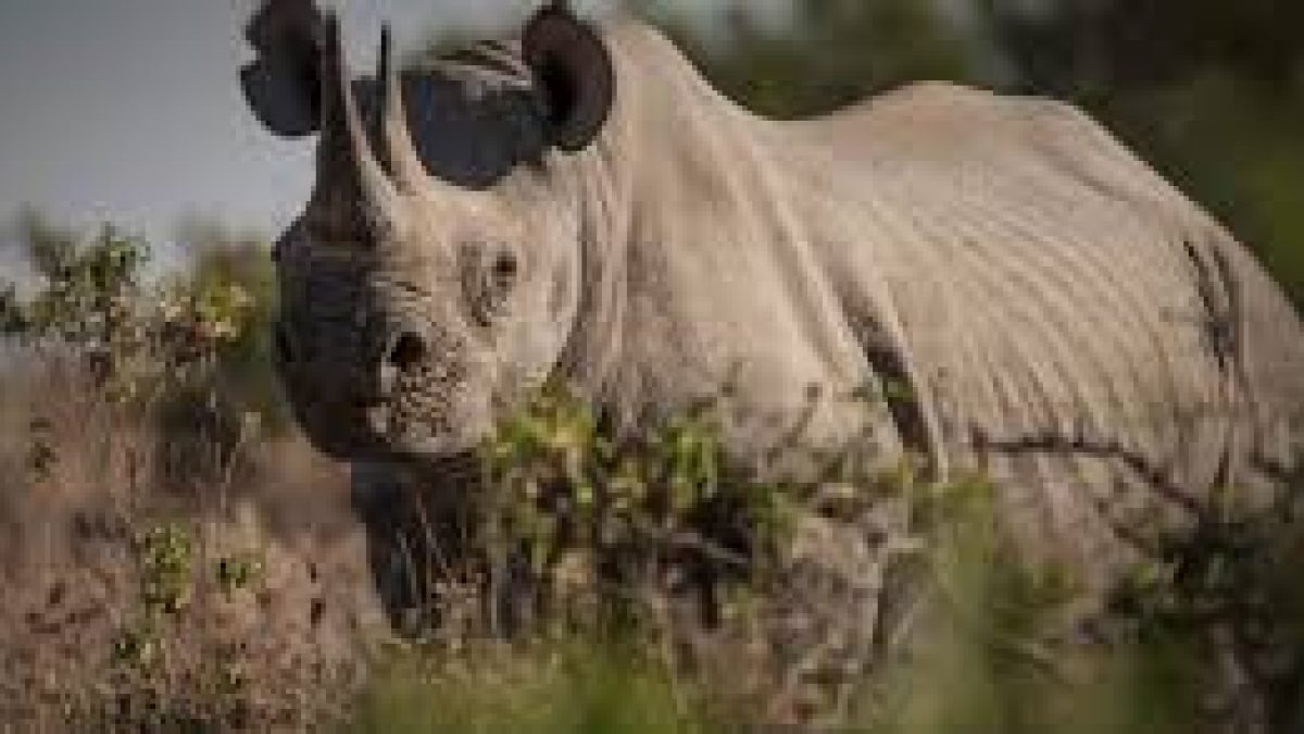 World Rhino Day 2020