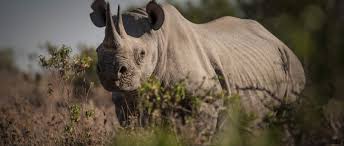 World Rhino Day 2020