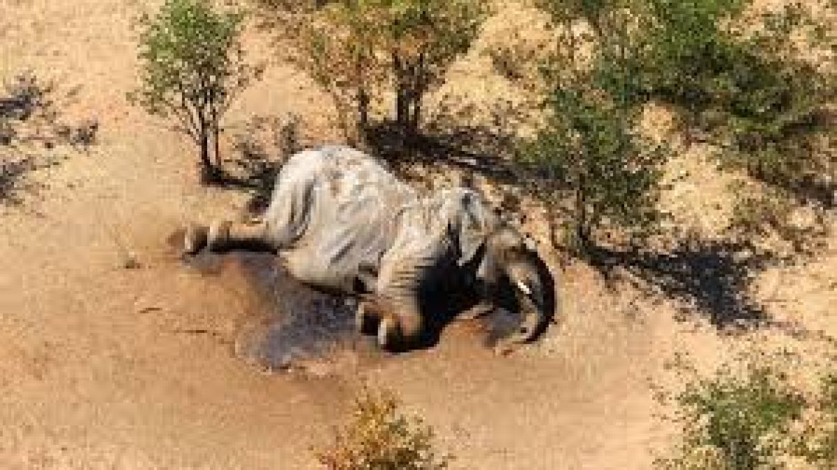 Toxins in water killed more than 300 elephants in Botswana