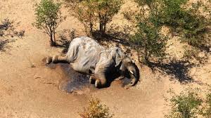 Toxins in water killed more than 300 elephants in Botswana