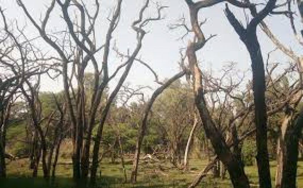 Invisible killer threatens India’s sandalwood forests