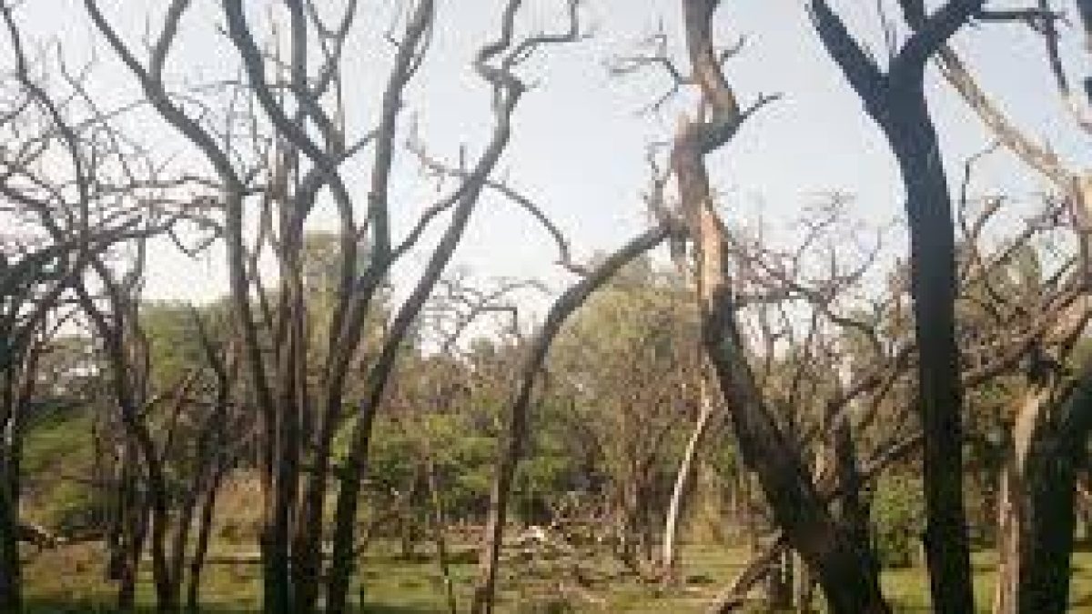 Invisible killer threatens India’s sandalwood forests