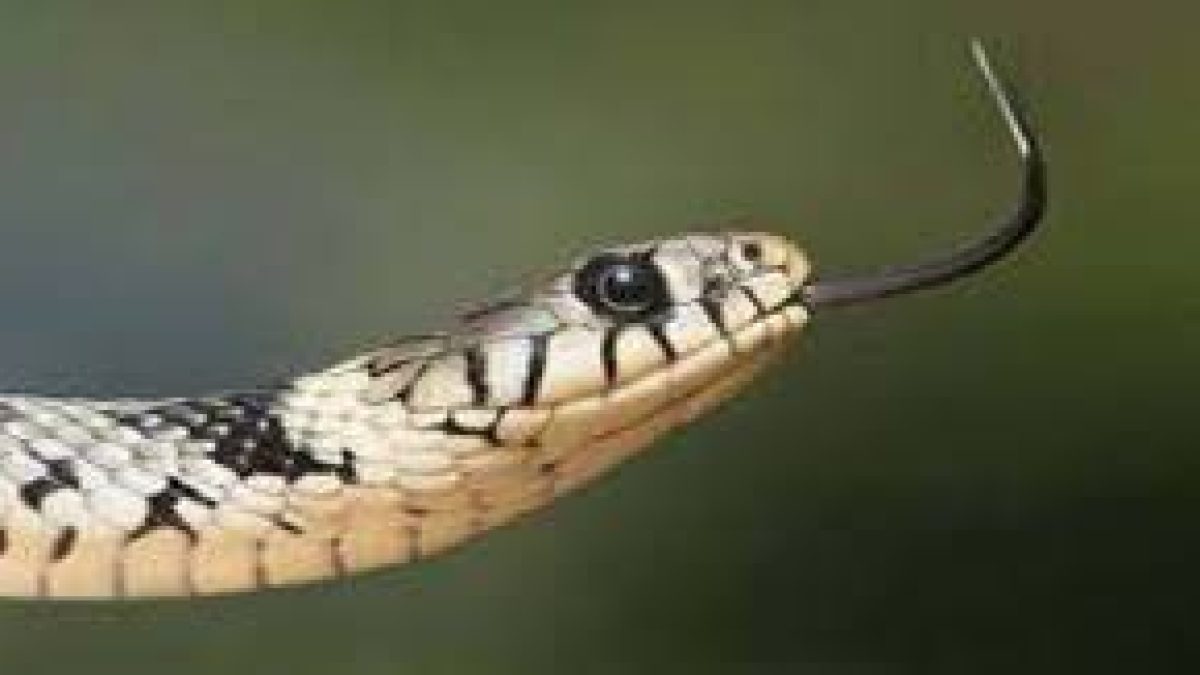 Kerala to have certified snake handlers