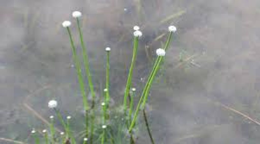 ARI discovered two species of pipeworts in Western ghats