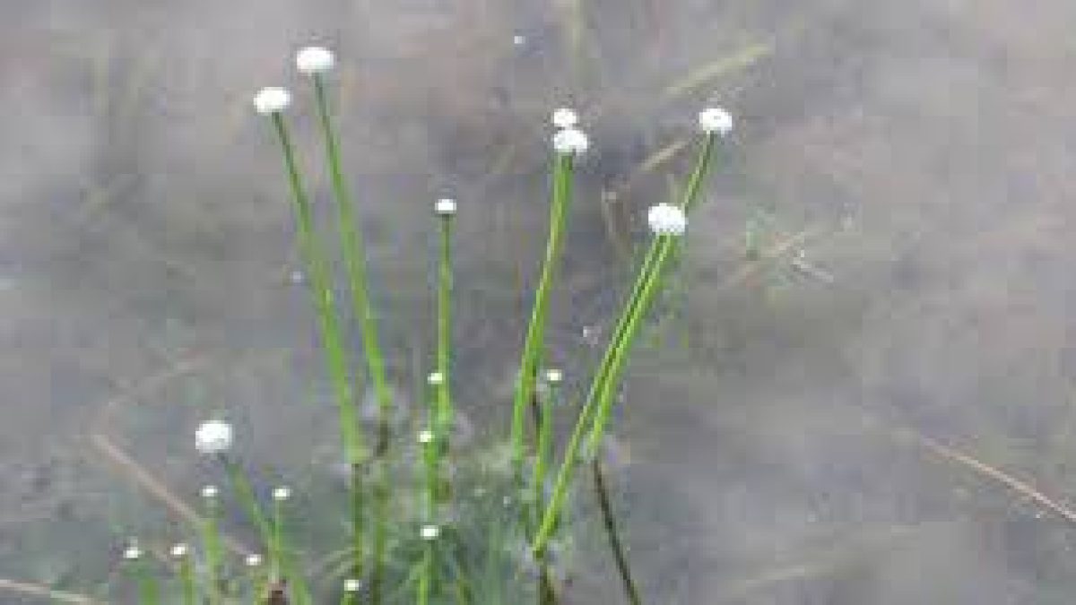 ARI discovered two species of pipeworts in Western ghats