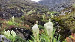 Brahma Kamal flowers bloom in Chamoli, Uttarakhand