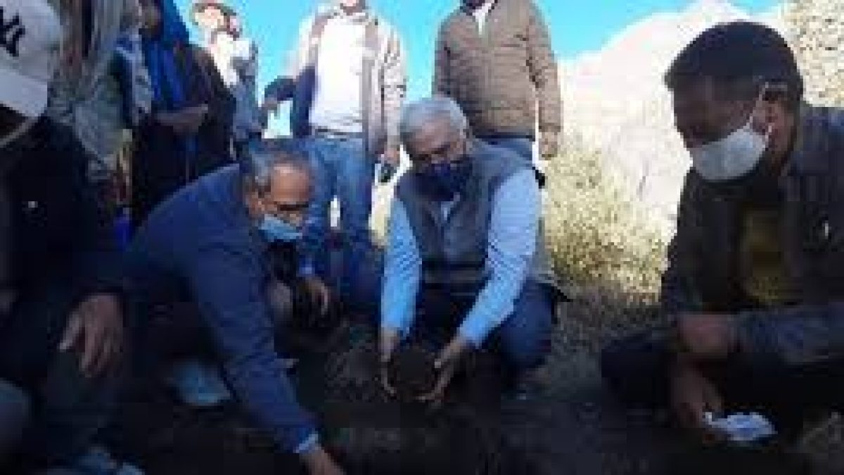 CSIR-IHBT makes history by introducing asafoetida (Heeng) cultivation in Indian Himalayan region