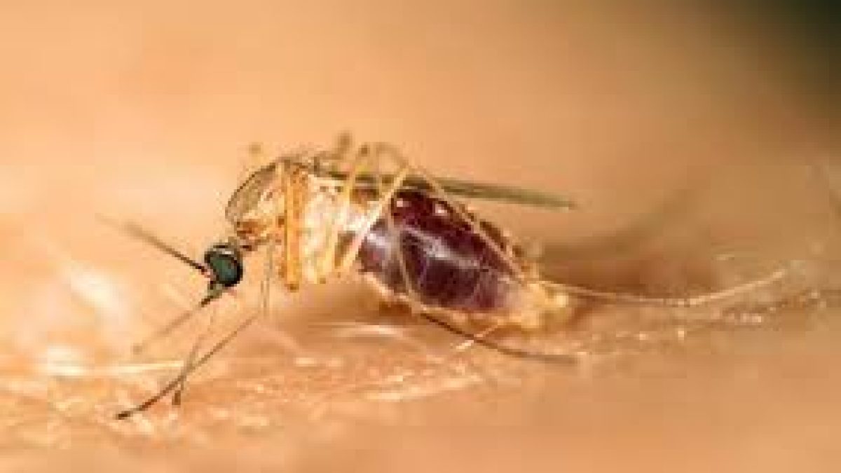 Cat-Que virus is not at all perceived as a major public health threat